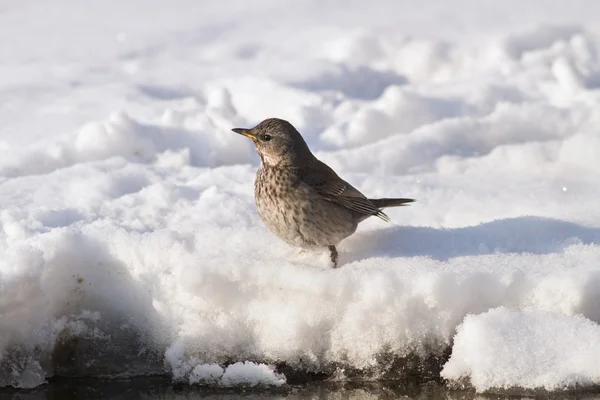 Kramsvogel (turdus pilaris) — Stockfoto