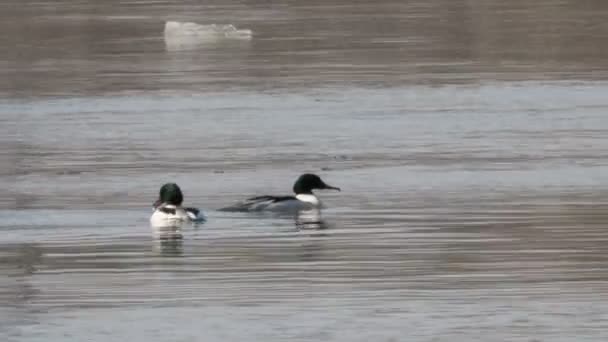 Goosander — Stock Video