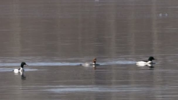 Goosander — стокове відео