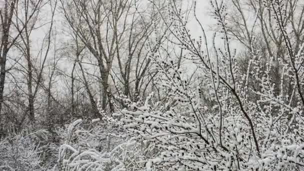 降雪 — 图库视频影像