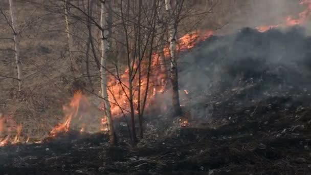 Лісова пожежа — стокове відео