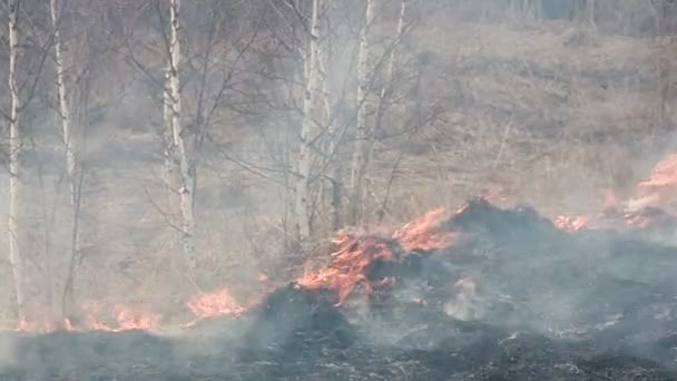 Incendio forestal — Vídeo de stock