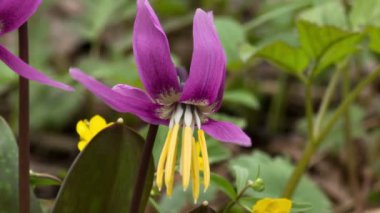erythronium sibiricum. Melanthiaceae.