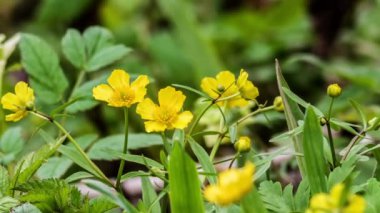 buttercups