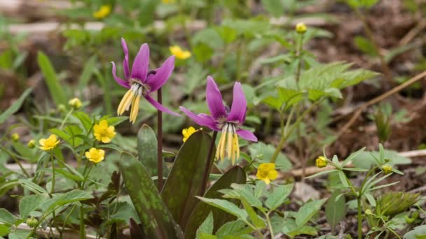 Erythronium Sibiricum. Liliaceae. — Vídeo de stock