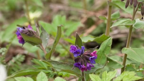 Pulmonaria — Stockvideo