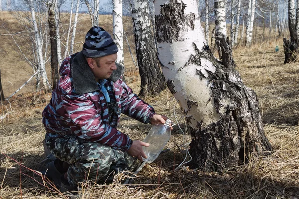 Gathering birch sap — Stock Photo, Image