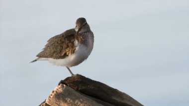 ortak sandpiper, tringa hypoleucos