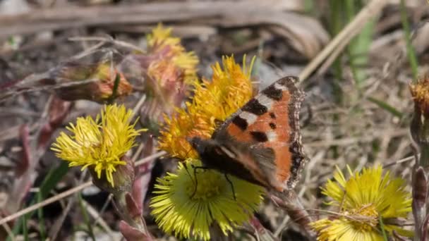 Mariposa pequeña tortuga infernal — Vídeos de Stock