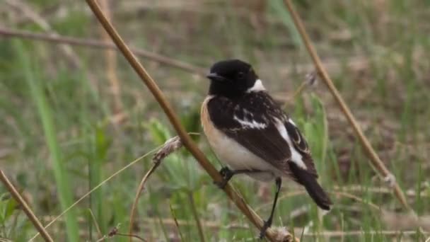 Stonechat — Stok video