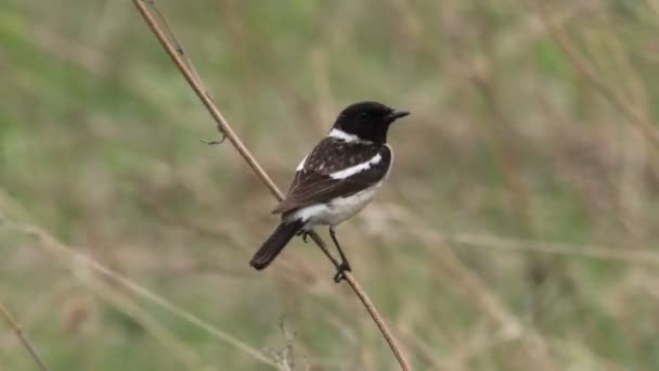 Stonechat — Stock Video