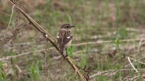 Stonechat — Stok video