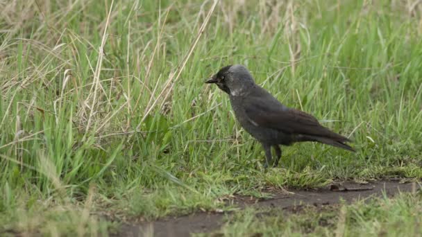 Джекдау (Corvus monedula) ) — стоковое видео