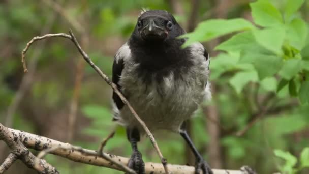 Crow incipiente — Vídeo de Stock