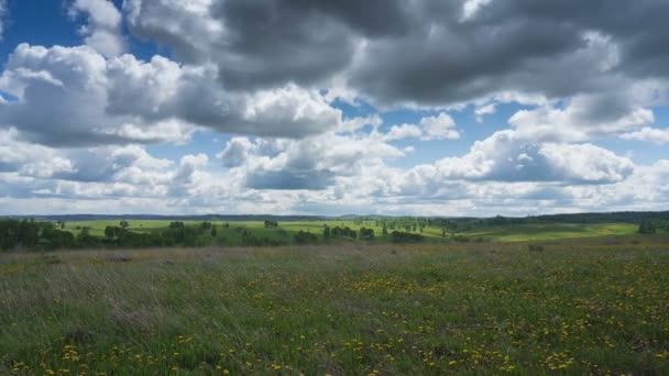 Pradera de primavera — Vídeo de stock