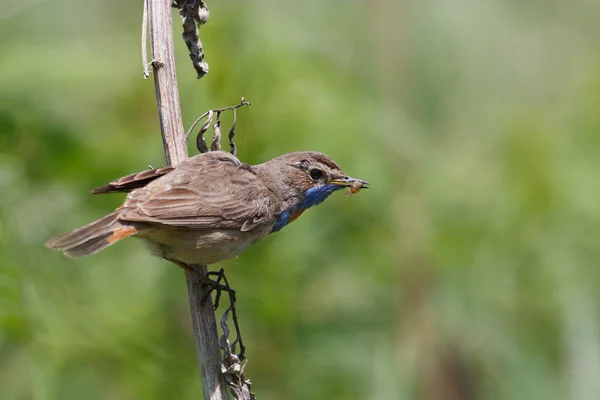 Garganta azul — Foto de Stock