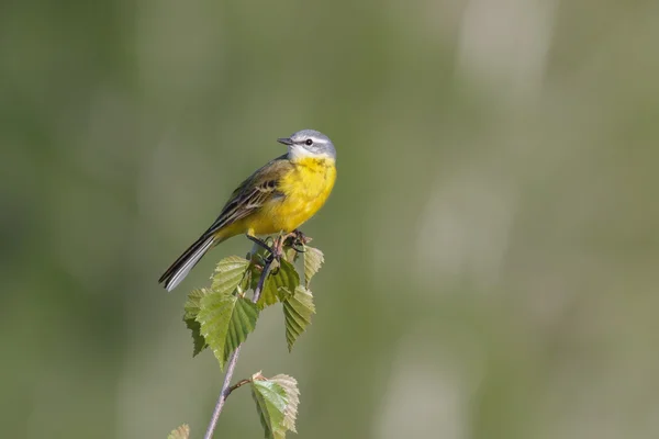 Queue d'aigle jaune — Photo