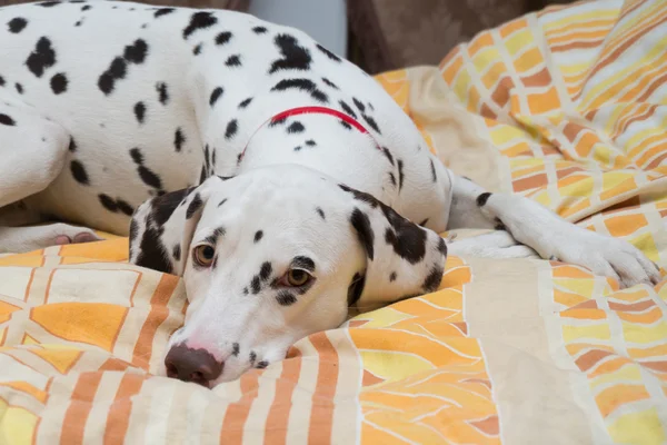 Dalmatian — Stock Photo, Image