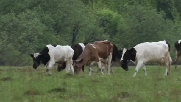 Koeien — Stockvideo