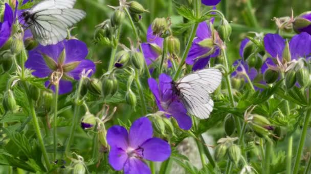 Black-veined White butterfly — Stock Video