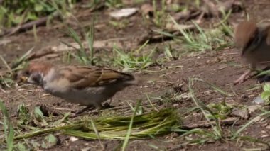 ağaç serçesi, passer montanus