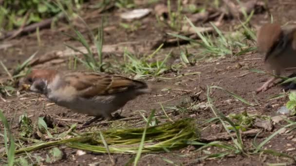 Tree Sparrow, Passer montanus — Αρχείο Βίντεο