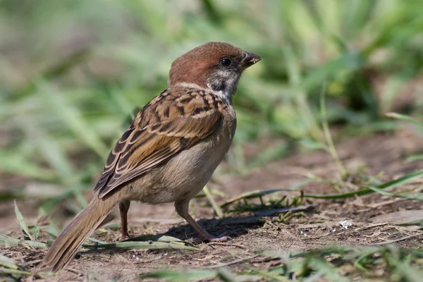 Tree Sparrow, Passer montanus — Φωτογραφία Αρχείου