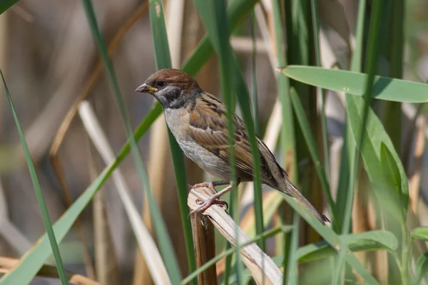 Gorrión de árbol, Passer montanus Imagen de stock