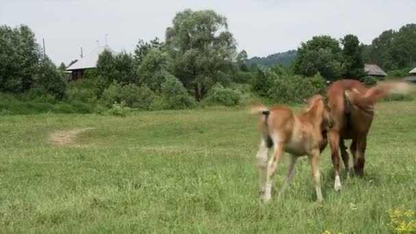 Mare and foal — Stock Video