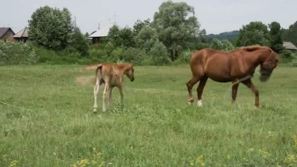 Mare et poulain 