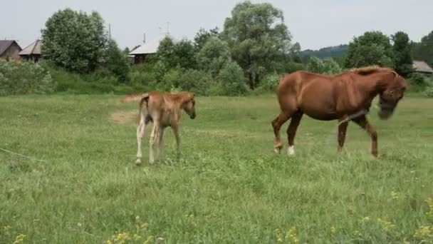 Mare e puledro — Video Stock