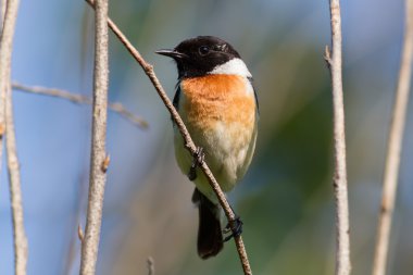 Stonechat
