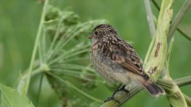 yavru kuş stonechat