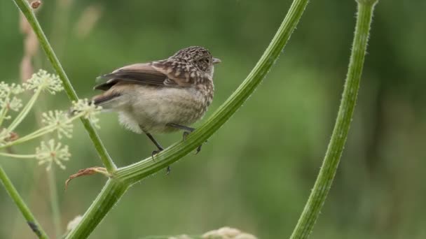 Yavru kuş stonechat — Stok video