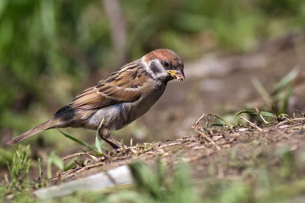 Drzewo Wróbel, passer montanus — Zdjęcie stockowe