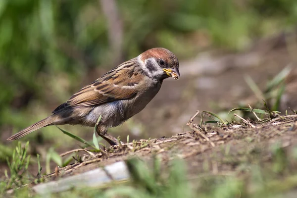 Tree Sparrow, Passer montanus Εικόνα Αρχείου
