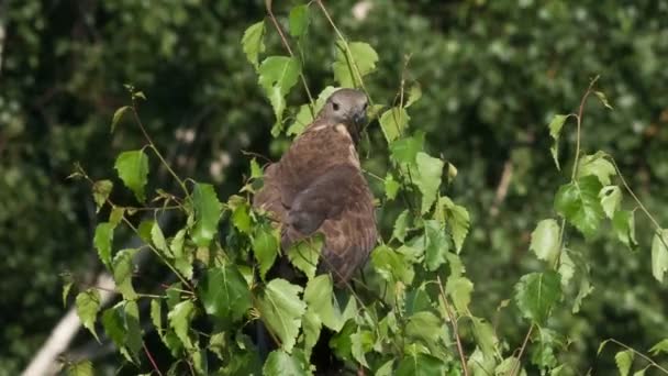 亲爱的秃鹰，佩尔尼斯 apivorus — 图库视频影像