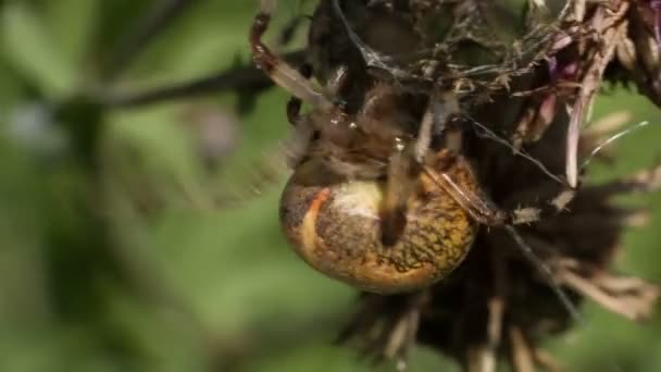 Araña — Vídeos de Stock