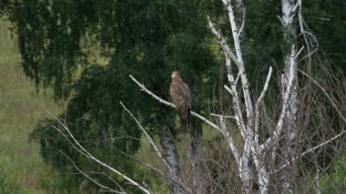 arı şahini, pernis apivorus