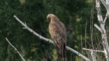 arı şahini, pernis apivorus