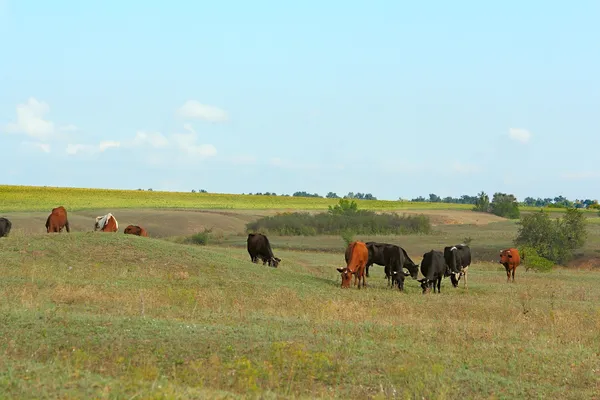 Algunas vacas en el campo — Foto de Stock