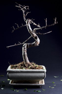 yaprakları olmadan küçük bonsai