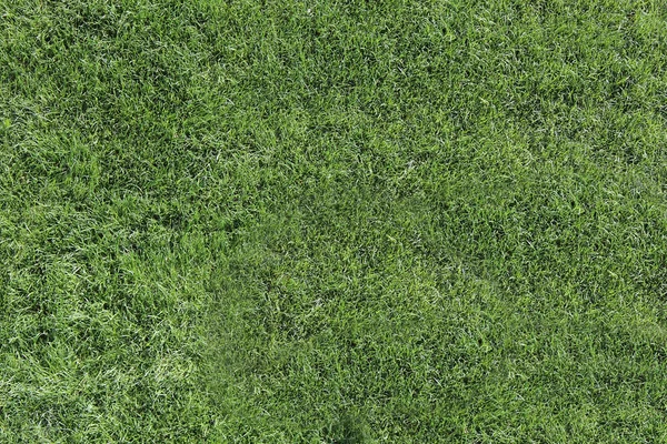 Grünes, lebendiges Gras lizenzfreie Stockbilder