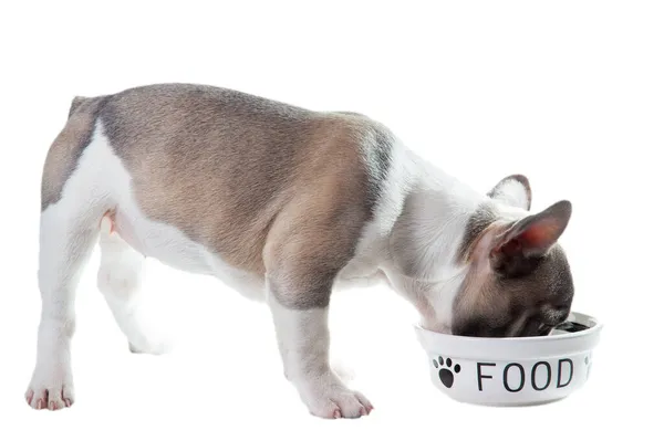 French Bulldog Puppy Eats Isolated White Background Stock Image