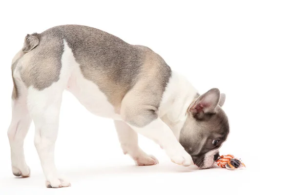 Francese Bulldog Cucciolo Gioca Con Giocattolo Isolato Sullo Sfondo Bianco Immagine Stock