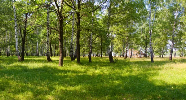 Bosque de verano en la mañana soleada —  Fotos de Stock