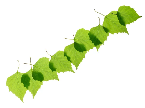 Rândul de frunze de mesteacăn verde — Fotografie, imagine de stoc
