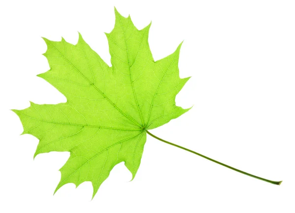 Una foglia d'acero verde — Foto Stock