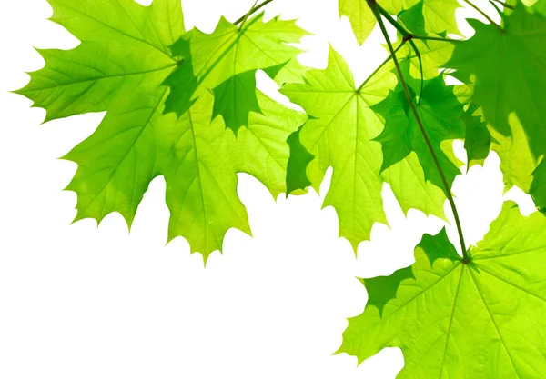 Green maple leaves isolated — Stock Photo, Image