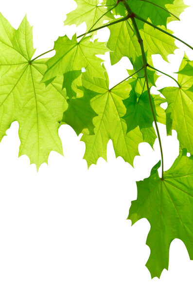 Green maple leaves isolated